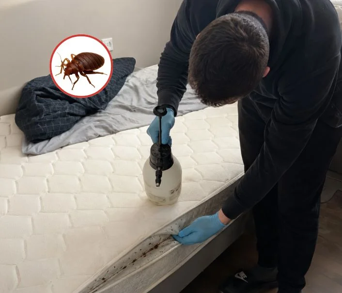 Technicien traitant un matelas contre les punaises de lit à Marnes-la-Coquette